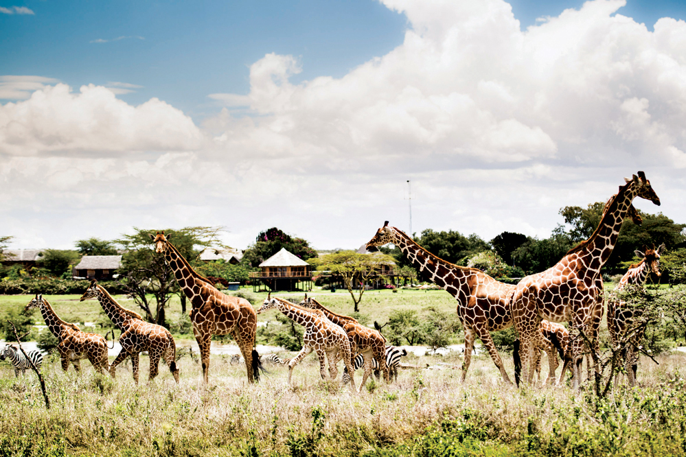 Segera is located on the edge of a wilderness where giraffes roam free